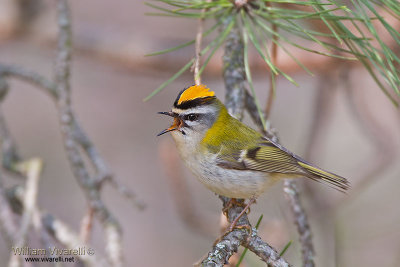 Fiorrancino (Regulus ignicapilla)