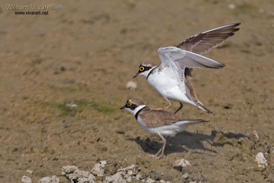 Corriere piccolo (Charadrius dubius)