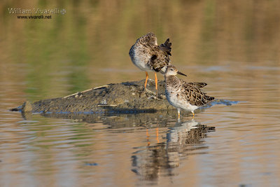 Combattente (Philomachus pugnax)