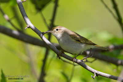 Lui bianco (Phylloscopus bonelli)