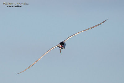 Sterna comune (Sterna hirundo)