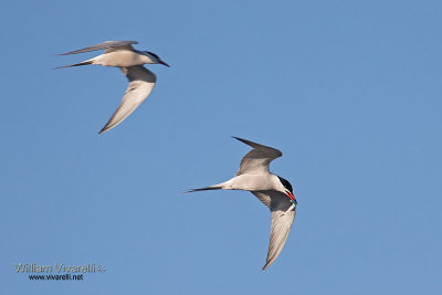 Sterna comune (Sterna hirundo)