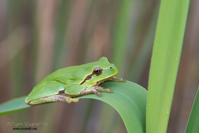 Raganella (hyla arborea)