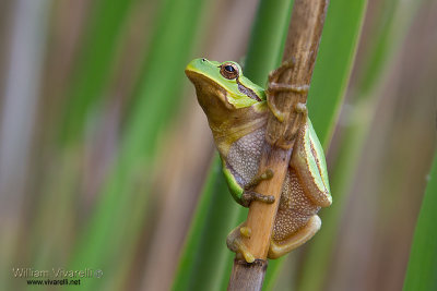 Raganella (hyla arborea)