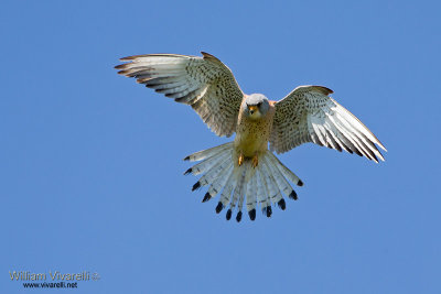 Grillaio (Falco naumanni)