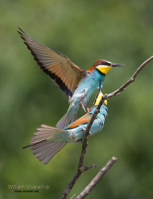 Gruccione (Merops apiaster)