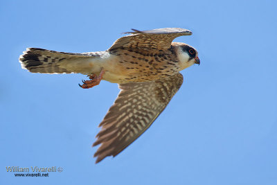 Falco cuculo (Falco vespertinus)