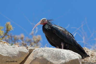 Ibis-eremita