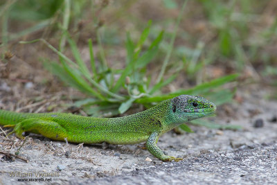 Ramarro (Lacerta virdis)