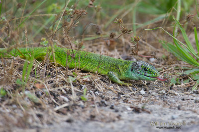 Ramarro (Lacerta virdis)