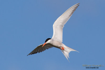 Sterna comune (Sterna hirundo)