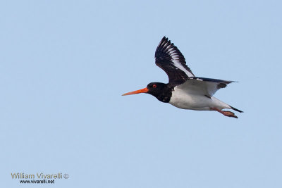 Beccaccia di mare (Haematopus ostralegus)