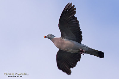 Colombaccio (Columba palumbus)