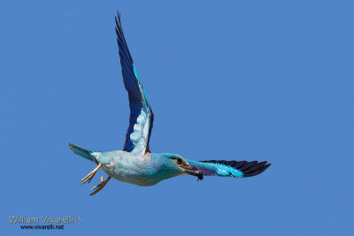 Ghiandaia marina (Coracias garrulus)