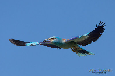 Ghiandaia marina (Coracias garrulus)