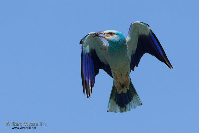 Ghiandaia marina (Coracias garrulus)