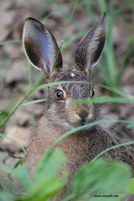 Lepre (Lepus capensis)