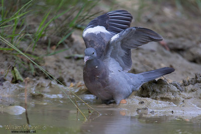 Colombaccio (Columba palumbus)