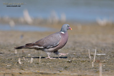 Colombaccio (Columba palumbus)