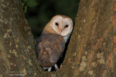 Barbagianni (Tyto alba)