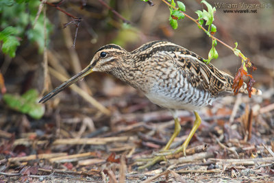 Beccacino (Gallinago gallinago)