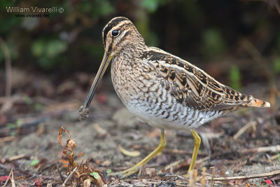 Beccacino (Gallinago gallinago)