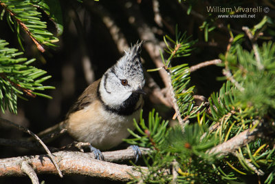 Cincia dal ciuffo (Lophophanes cristatus)