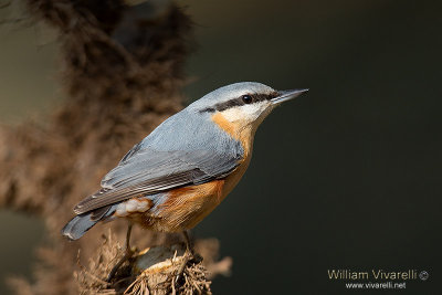 Picchio muratore (Sitta europaea)