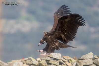 Avvoltoio monaco (Aegypius monachus)