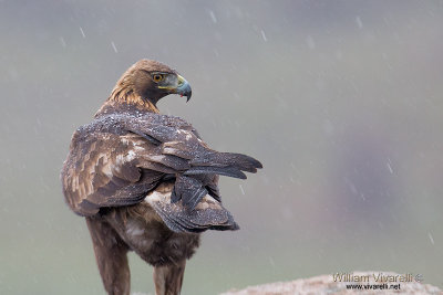 Aquila reale (Aquila chrysaetos)