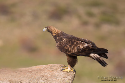 Aquila reale (Aquila chrysaetos)