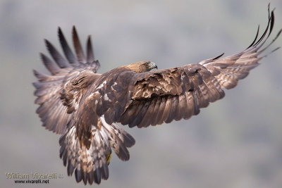 Aquila reale (Aquila chrysaetos)