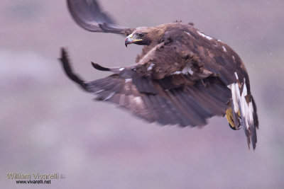 Aquila reale (Aquila chrysaetos)