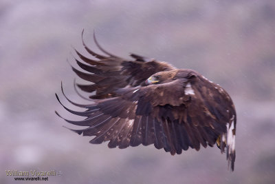 Aquila reale (Aquila chrysaetos)