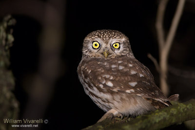 Civetta (Athene noctua )