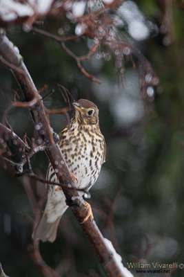 Tordo bottaccio (Turdus philomelos)