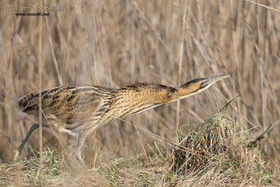 Tarabuso (Botaurus stellaris)