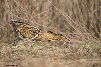 Tarabuso (Botaurus stellaris)