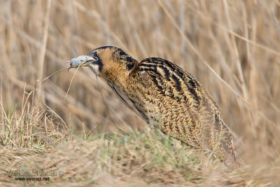 Tarabuso (Botaurus stellaris)