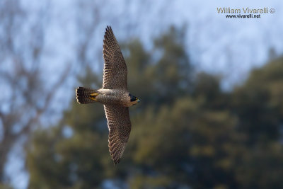 Falco pellegrino (Falco peregrinus)