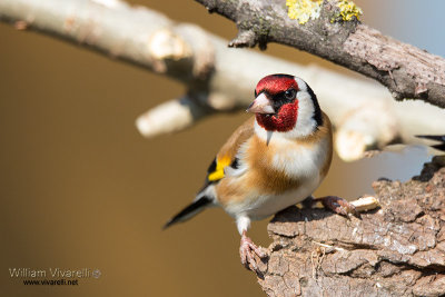 Cardellino (Carduelis carduelis)