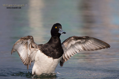 Moretta (Aythya fuligula) 