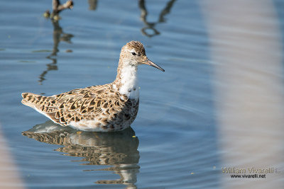 Combattente (Philomachus pugnax)