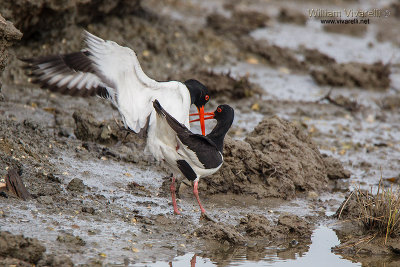 Beccaccia di mare (Haematopus ostralegus)