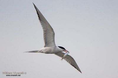 Sterna comune (Sterna hirundo)