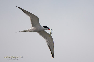 Sterna comune (Sterna hirundo)