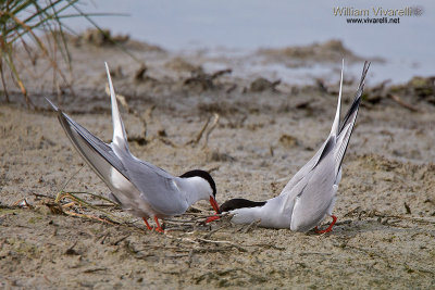 Sterna comune (Sterna hirundo)