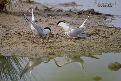 Sterna comune (Sterna hirundo)