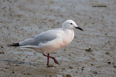 Gabbiano roseo (Chroicocephalus genei)