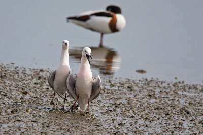 Gabbiano roseo (Chroicocephalus genei)